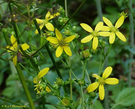 {Silphium compositum}